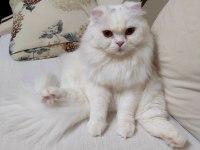 SCOTTİSH FOLD LONGHAİR SAHİPLENDİRİLECEK (KONYA İÇİ)