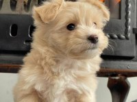 Zeki Ve Tüy Dökmeyen Maltipoo Yavrularımız