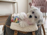 Eğitimli hazır morkie