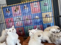 ORJİNAL IRK YAVRU KEDİLER MAGAZAMIZDA CANLI GÖRÜN