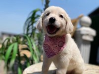 Orijinal golden retriever bebekler