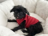 Hiç Büyümeyecek Minik Yavru Köpeğimiz