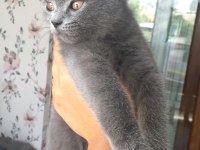 Dişi British shorthair