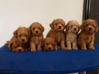 Toy Poodle Bebek Köpekler