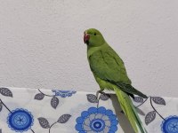 Pakistan Papağanı 9 Aylık Erkek
