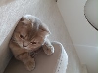 Sevimli dişi minnoş scottish fold