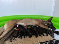 Safkan Irk Garantili Malinois Yavrular