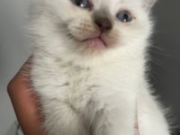 40 günlük blue point british shorthair yavrular