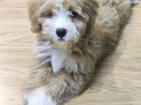 Maltipoo köpeğimize acil sahip arıyoruz