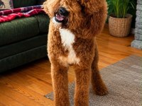 DEV POODLE YAVRULARI