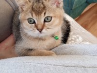 Kedi ilanı british longhair