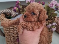 Toy Poodle Köpeğimiz Ankara Batıkent