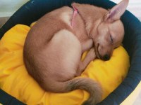 A Kalite Chihuahua Bebekler