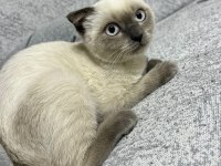 Scottish fold erkek
