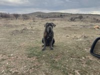 Koruma Köpeği Cane Corso 10 Aylık