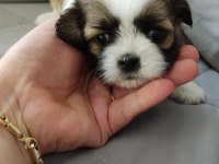 Yavru shih tzu çok uygun fiyatlı