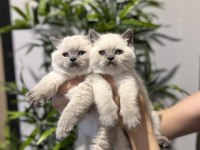 British Shorthair Blue Point