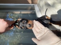 Sağlık IRK garantili Doberman Yavrularım