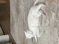UYSAL TEMİZ ERKEK KISIR ANKARA KEDİSİ