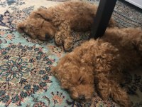 red brown toy poodle