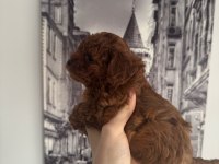Orjinal teacup toy poodle dişi yavrular