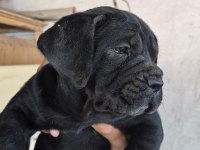 CANE CORSO 35 GÜNLÜK YAVRULAR