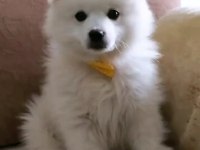 Pomeranian Spitz