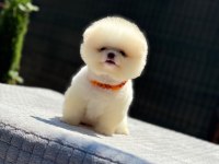Yavru Pomeranian Boo Köpekler