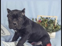 Cane Corso Köpeği