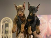 Safkan Doberman Yavruları