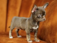 Egzotic Teacup Chihuahua