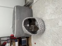 Ücretsiz sahiplendirme scottish fold 2 yaşında