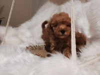 Mükemmel kalite toy poodle
