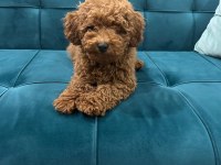 Toy poodle yavru