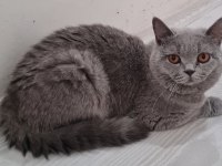 Safkan British Shorthair
