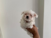 KAR TOPU BEBEK KÖPEĞİMİZ