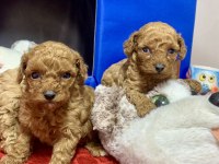 MİNYATÜR POODLE MİNYONLAR