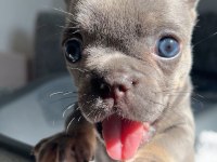MAVİ GÖZLÜ EV BAKIMI FRENCH BULLDOG YAVRUM