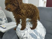 Toy poodle 3 aylık köpeğimiz