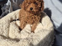 3 AYLIK PRENSES POODLE