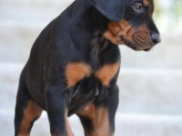 SECERELİ BABADAN DOBERMAN YAVRULARI