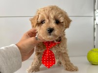 Mini Maltipoo Bakımı Kolay Bebekler