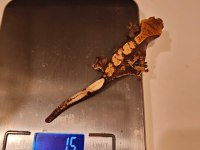 Yavru crested gecko