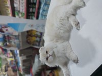 Cana yakın uysal bir erkek scottish fold