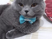 minik british shorthair bebeklerimiz