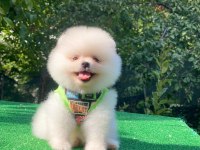 Minik teddy bearlarım pomeranian boo teslime hazırlar