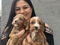 Ufacık maltipoo yavrularım