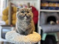 Top Kafa Kısa Kulak Safkan Show Kalite British Shorthair