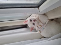 British shorthair kardeşler