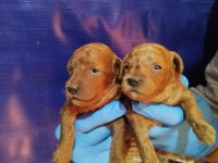 Koyu kahverengi Toy Poodle yavrusu yeni yuvasını arıyor